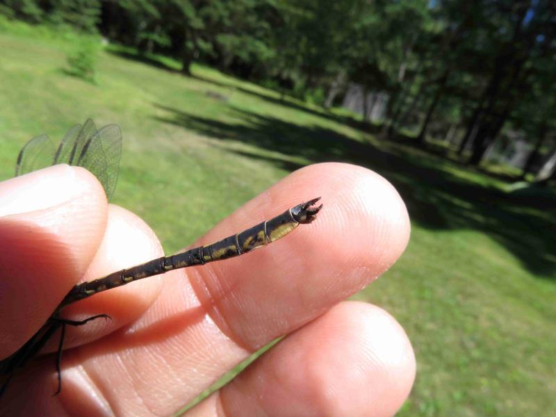 Photo of Dusky Clubtail