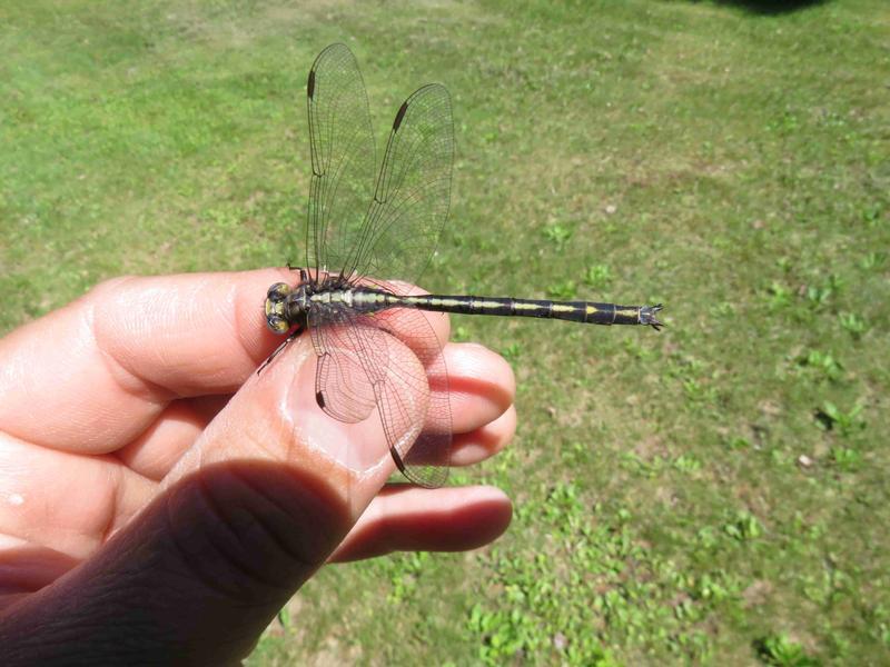 Photo of Dusky Clubtail