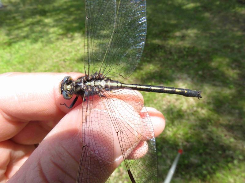 Photo of Dusky Clubtail