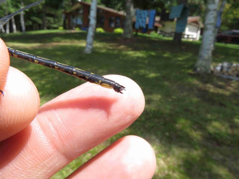 Photo of Dusky Clubtail