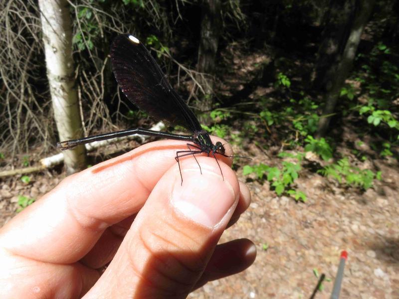 Photo of Ebony Jewelwing