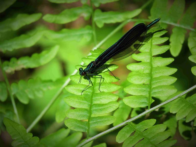 Photo of Ebony Jewelwing