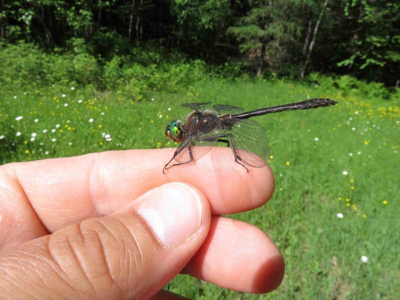 Photo of American Emerald