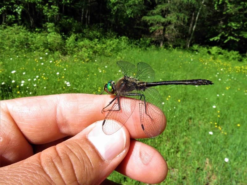 Photo of American Emerald