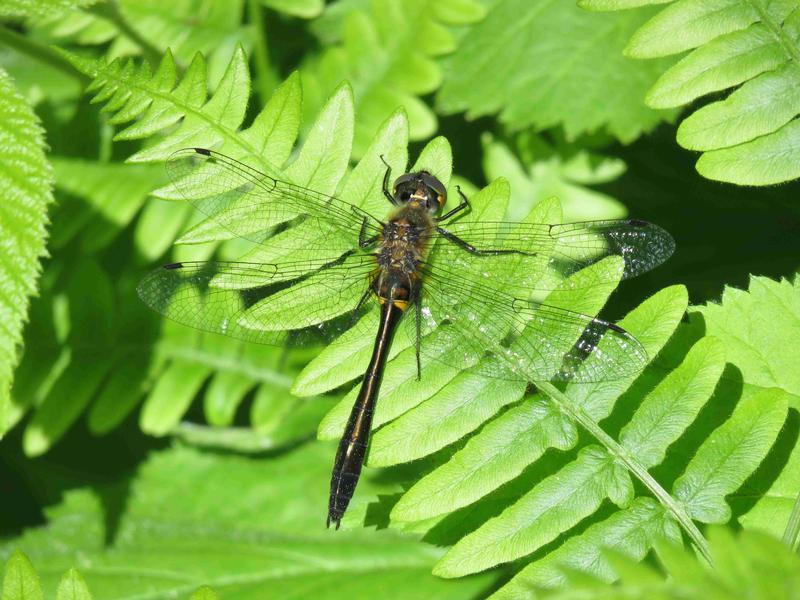 Photo of Racket-tailed Emerald