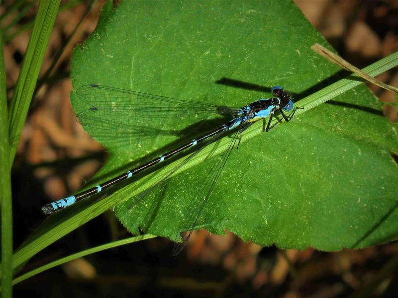 Photo of Aurora Damsel