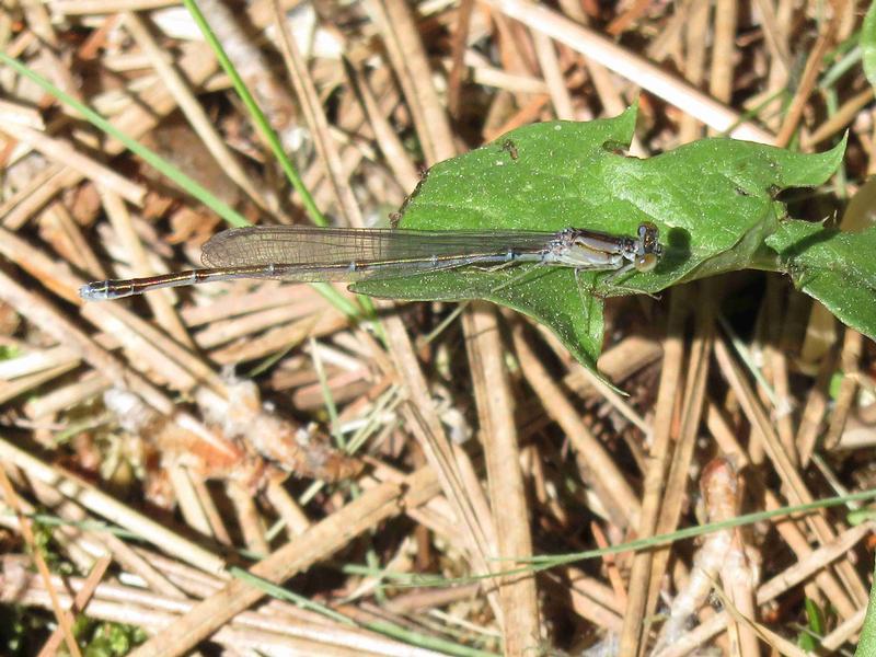 Photo of Vesper Bluet