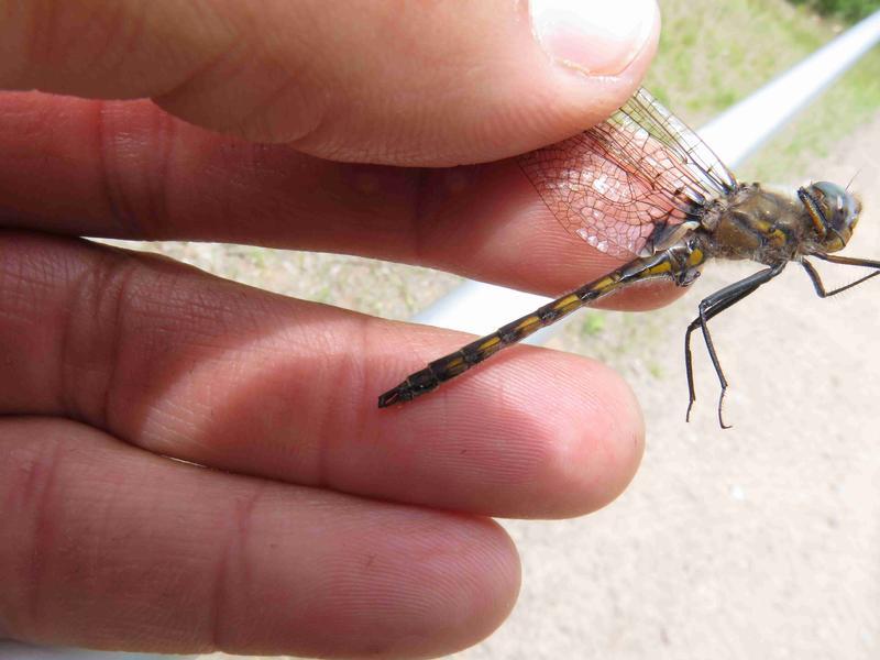 Photo of Beaverpond Baskettail