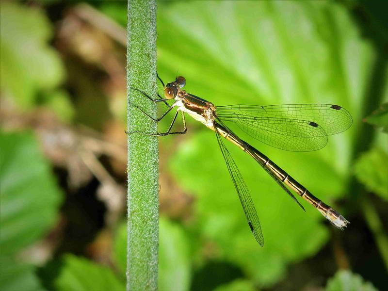 Photo of Emerald Spreadwing