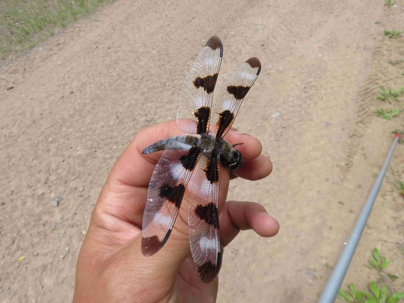 Photo of Twelve-spotted Skimmer