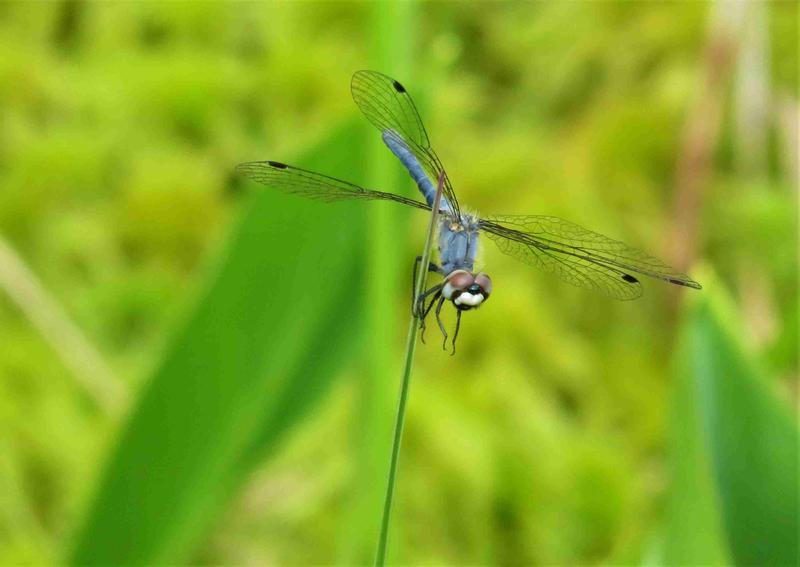 Photo of Elfin Skimmer