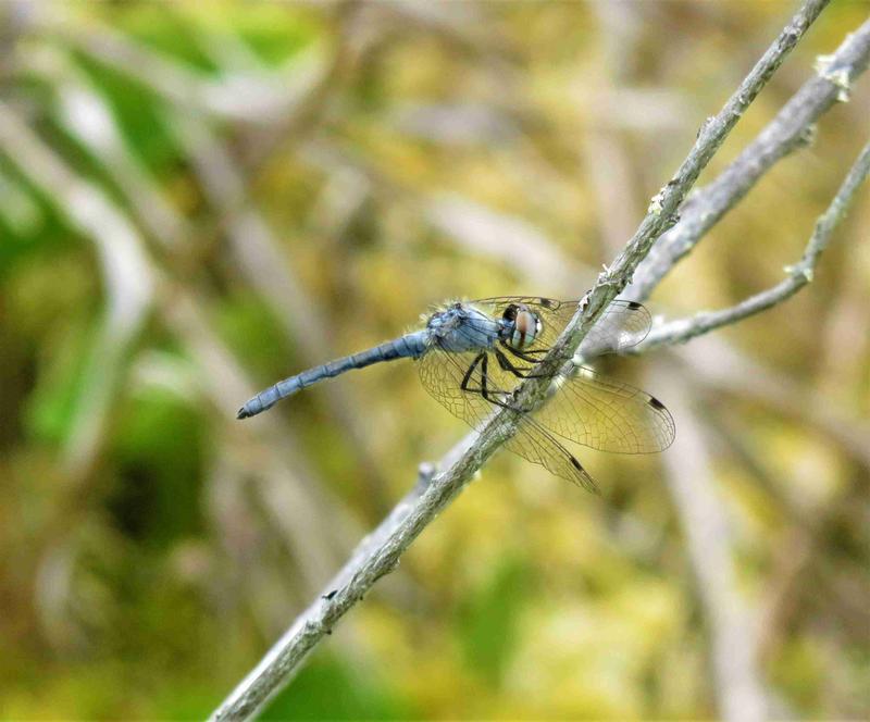 Photo of Elfin Skimmer