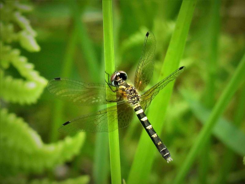 Photo of Elfin Skimmer