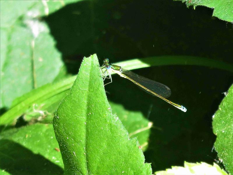 Photo of Sedge Sprite