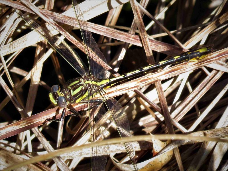 Photo of Lancet Clubtail