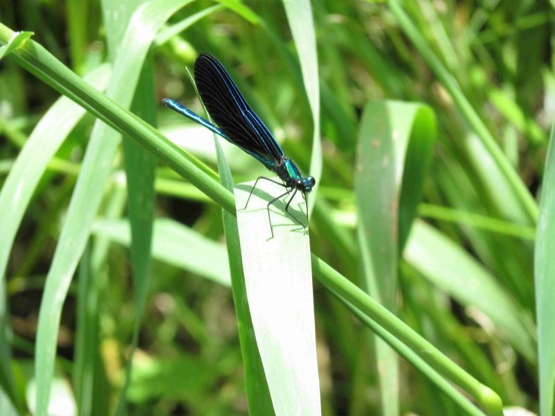 Photo of Ebony Jewelwing