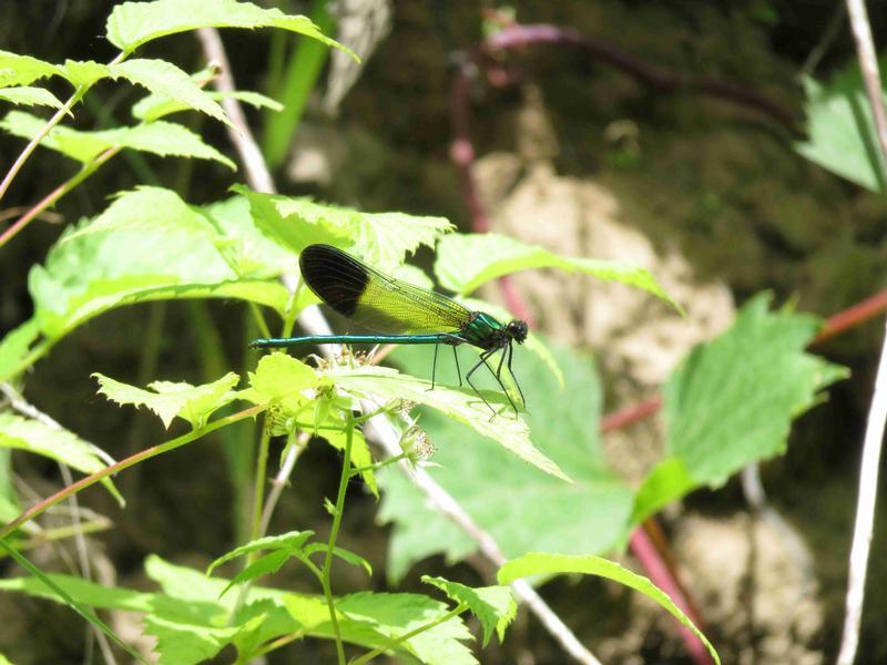 Photo of River Jewelwing