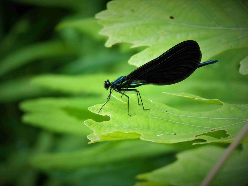 Photo of Ebony Jewelwing