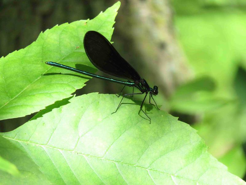 Photo of Ebony Jewelwing