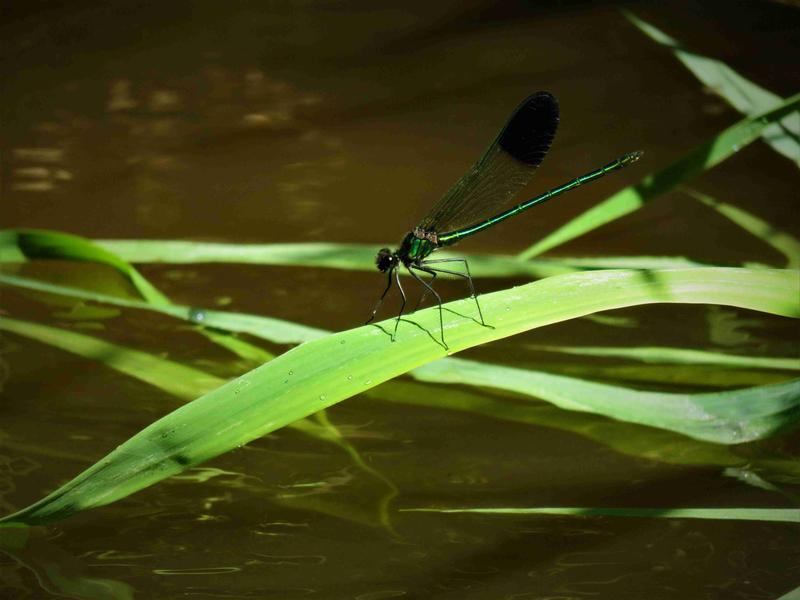 Photo of River Jewelwing