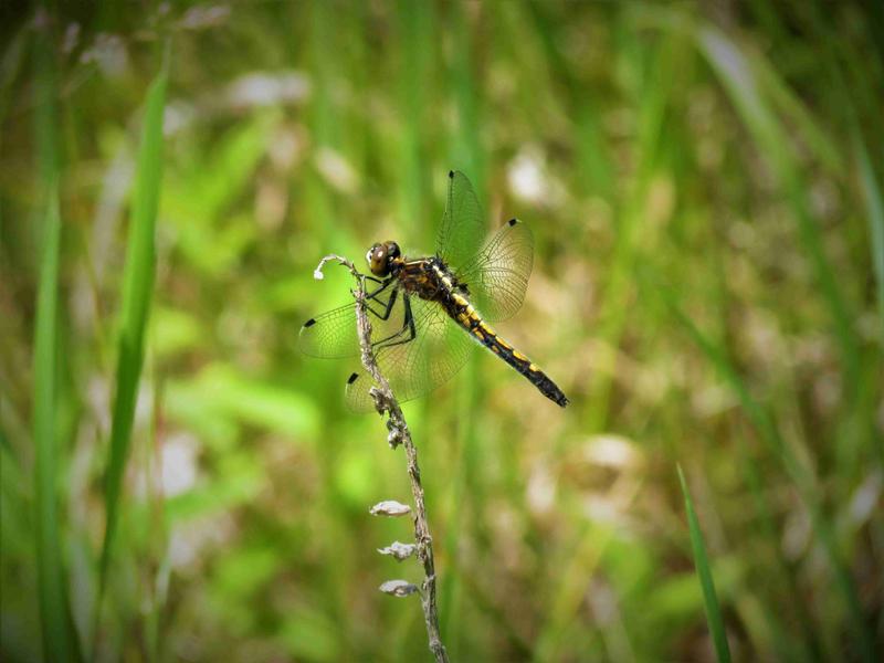 Photo of Dot-tailed Whiteface