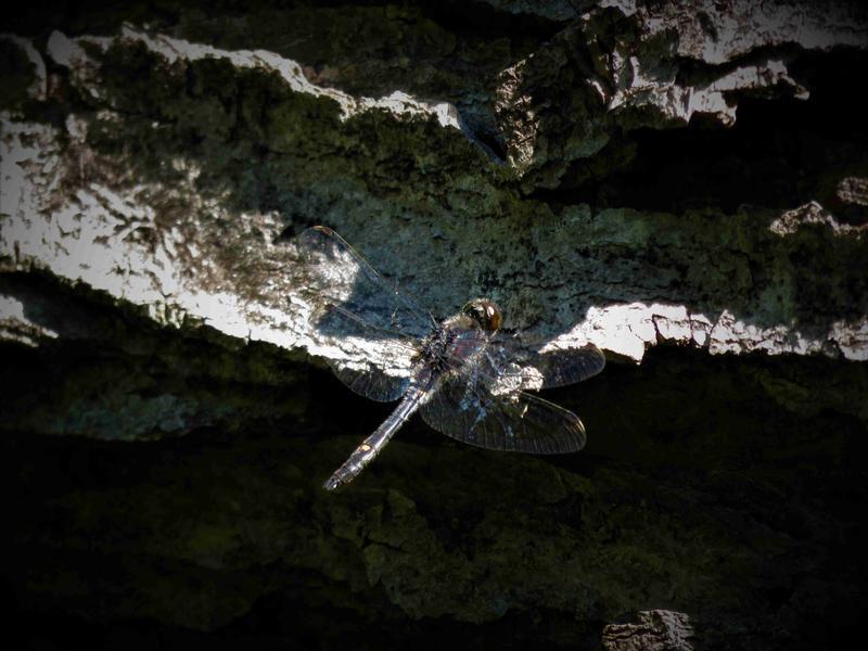 Photo of Dot-tailed Whiteface