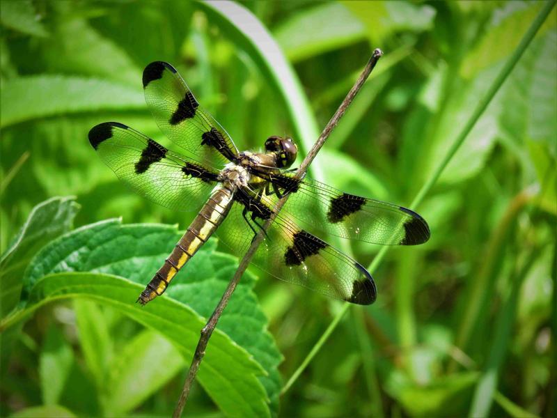 Photo of Twelve-spotted Skimmer