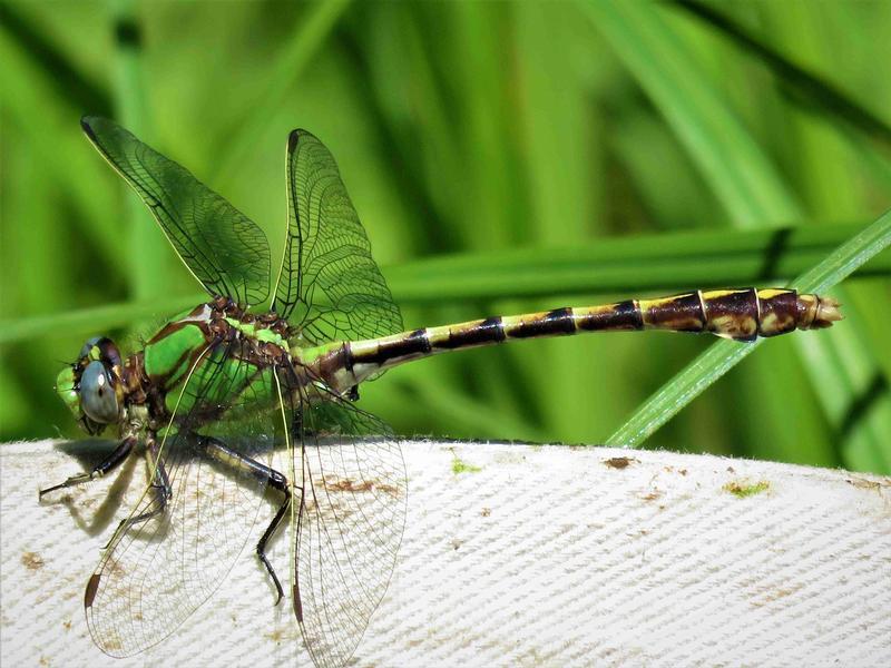 Photo of Sioux Snaketail