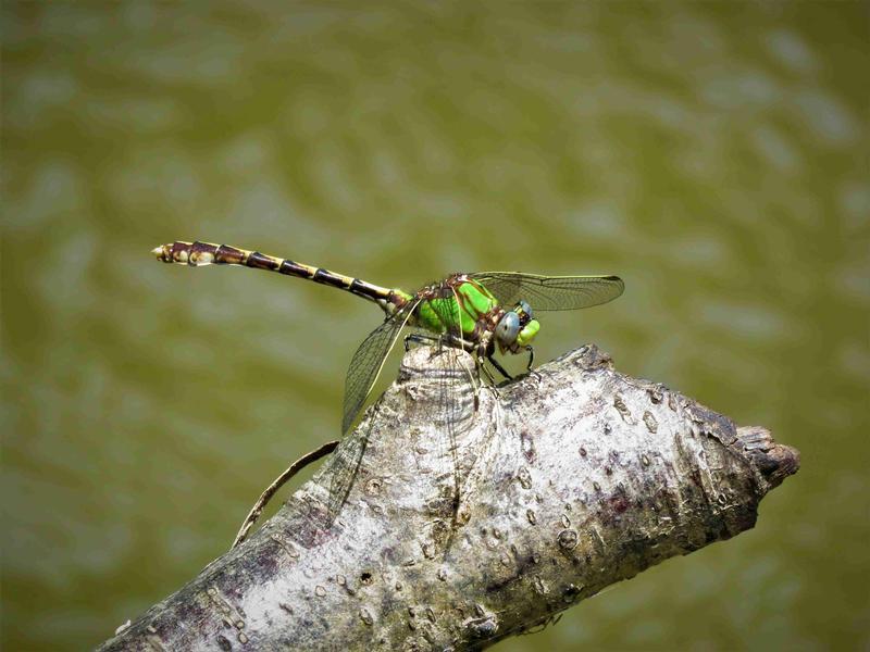 Photo of Sioux Snaketail