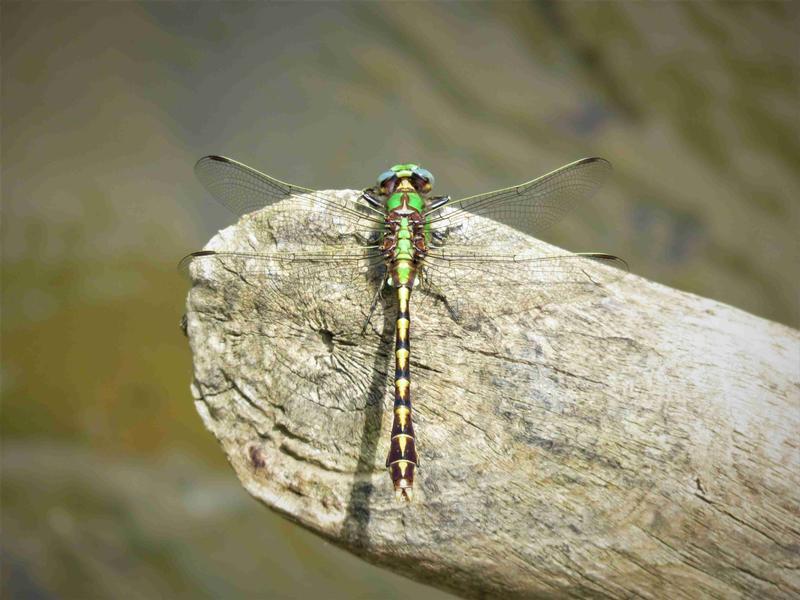 Photo of Sioux Snaketail