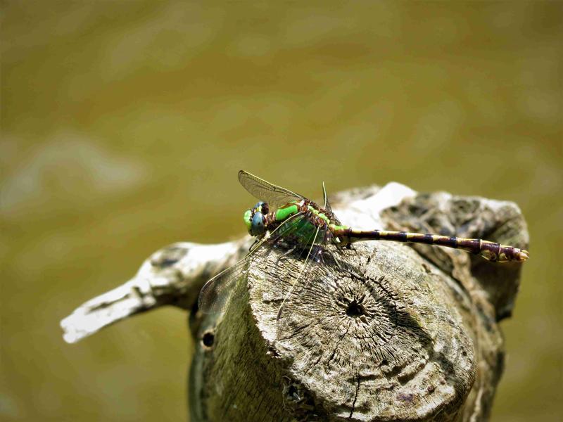 Photo of Sioux Snaketail