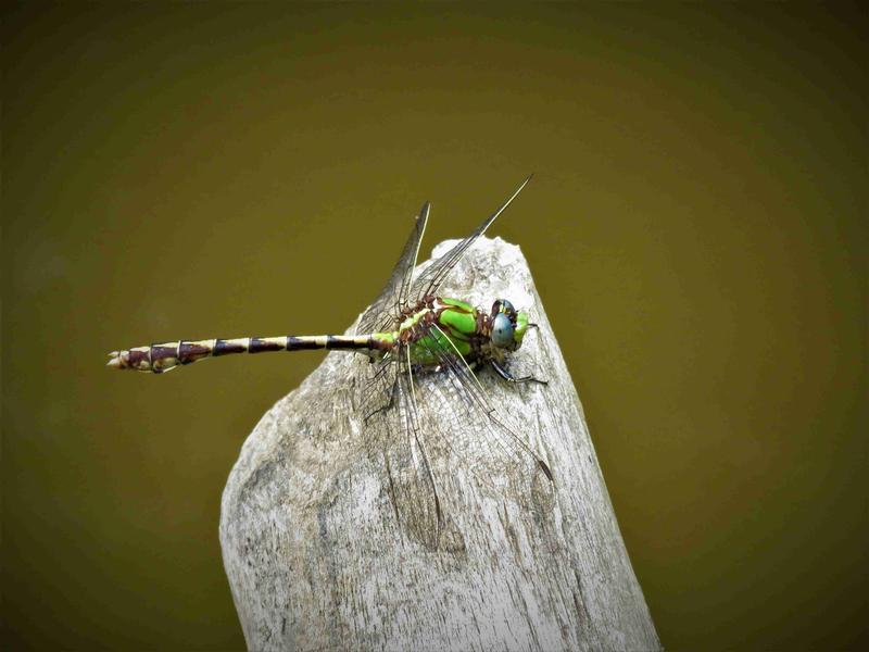 Photo of Sioux Snaketail