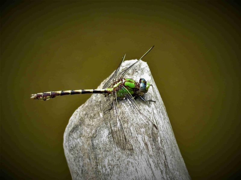 Photo of Sioux Snaketail