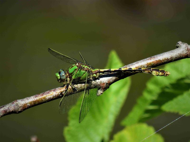 Photo of Sioux Snaketail