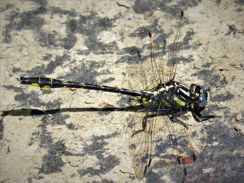 Photo of Rapids Clubtail