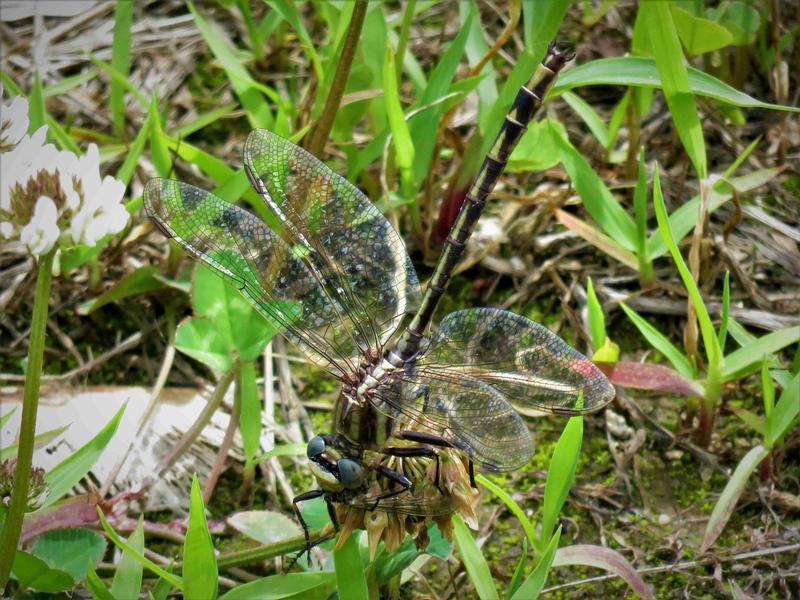 Photo of Dusky Clubtail