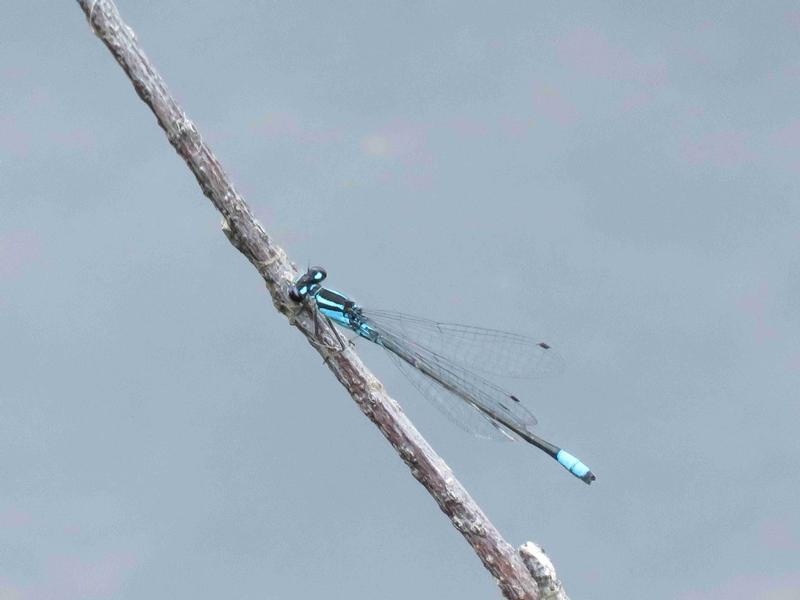 Photo of Skimming Bluet