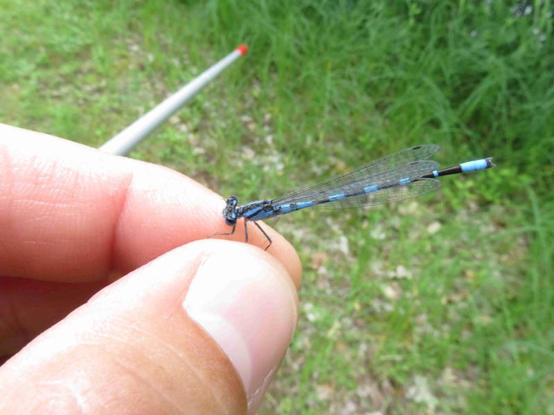 Photo of Tule Bluet