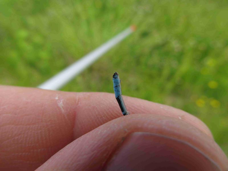 Photo of Boreal Bluet