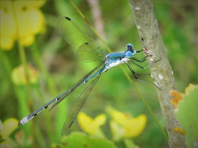 Photo of Amber-winged Spreadwing