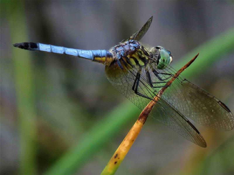 Photo of Blue Dasher