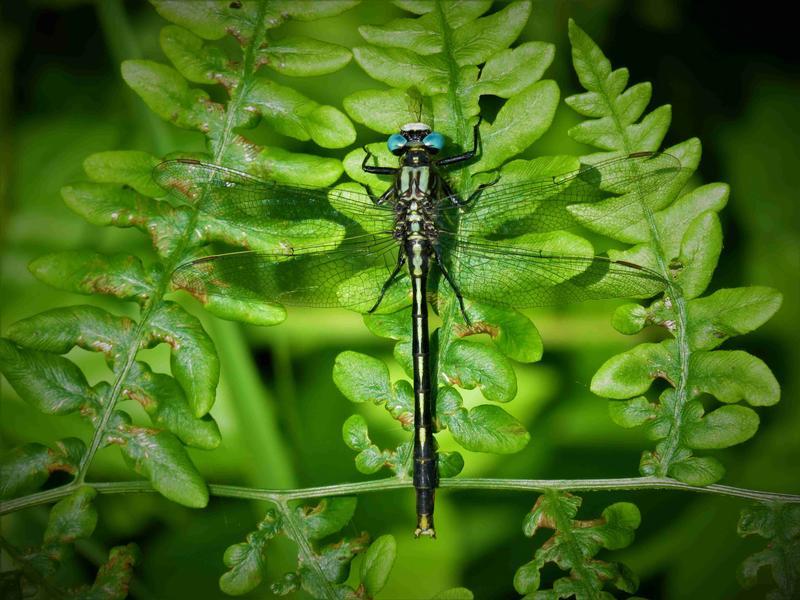 Photo of Lilypad Clubtail