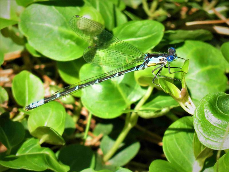 Photo of Aurora Damsel