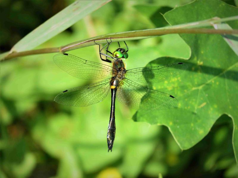 Photo of Racket-tailed Emerald