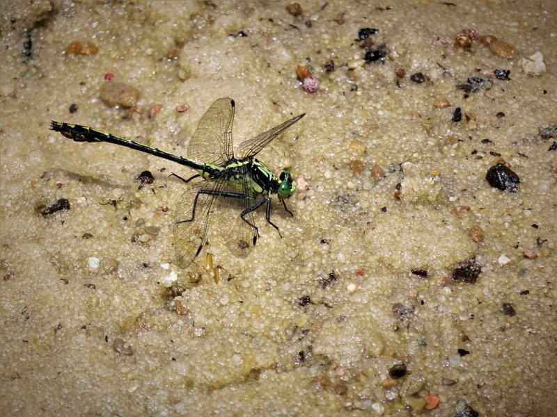 Photo of Black-shouldered Spinyleg