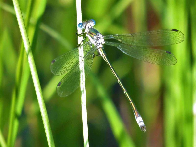 Photo of Emerald Spreadwing