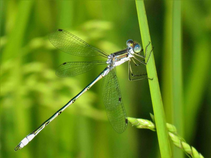 Photo of Lyre-tipped Spreadwing