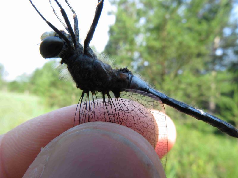 Photo of Belted Whiteface