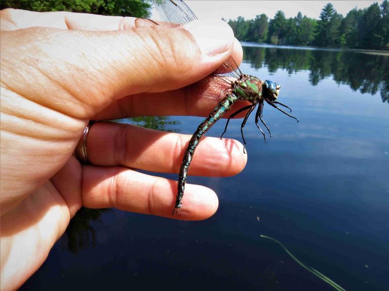 Photo of Cyrano Darner