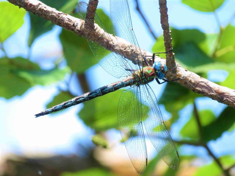 Photo of Cyrano Darner